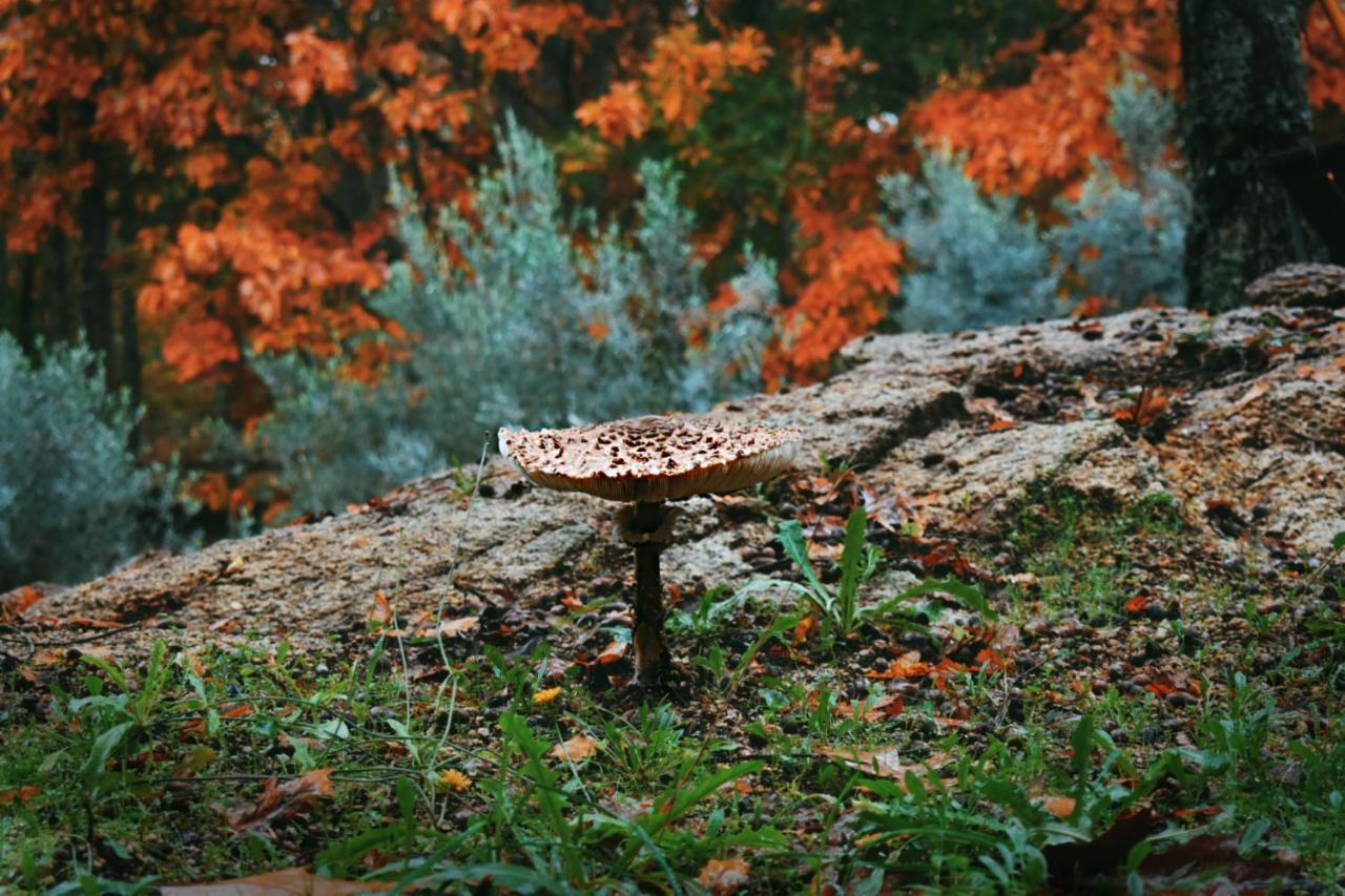 Quinta Das Fontes - Alojamento Rustico Local E Turismo Rural São Pedro do Sul Dış mekan fotoğraf