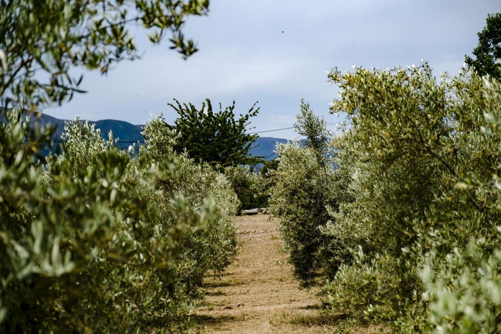 Quinta Das Fontes - Alojamento Rustico Local E Turismo Rural São Pedro do Sul Dış mekan fotoğraf